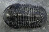 Cyphaspis Walteri With Gerastos Trilobite - Mrakib, Morocco #312258-5